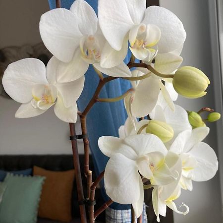 Libellula Apartman Hévíz Exteriér fotografie