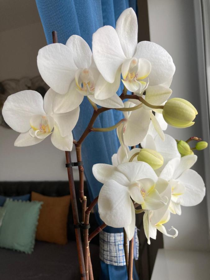 Libellula Apartman Hévíz Exteriér fotografie